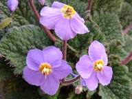 Purple Ramonda Nathalie Flower Seeds Heirloom Non-GMO High Germination Organic Garden Seeds for Planting