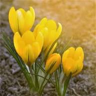 Yellow Saffron Flower Seeds Heirloom Non-GMO High Germination Organic Garden Seeds for Planting