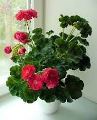 Pink Rose Geranium Pelargonium Flower Seeds for Planting – Heirloom Non-GMO High Germination Organic Garden Seeds