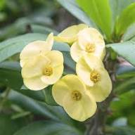 Yellow Thorns Flower Seeds Heirloom Non-GMO High Germination Organic Garden Seeds