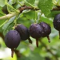 Jostabeeren-Samen Schwarz – Alte Sorte, gentechnikfrei, hohe Keimfähigkeit, Bio-Gartensamen