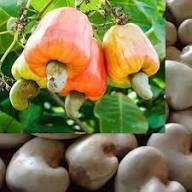 Mixed Cashew Nut Apple Seeds – Heirloom, Non-GMO, High Germination Organic Garden