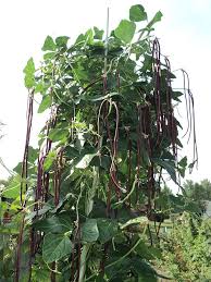 chinese bean flower seeds