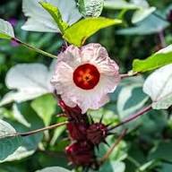 White Roselle Flower Seeds Heirloom Non-GMO High Germination Organic Garden Seeds for Planting