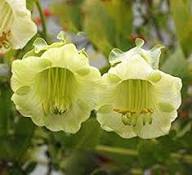 White Green Cobaea Flower Seeds for Planting Heirloom Non-GMO High Germination Organic Garden Seeds