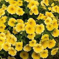 Yellow Petunia Flower Seed – Heirloom, Non-GMO, High Germination Organic Garden Seeds for Planting
