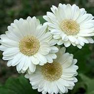 Perennial Gerbera Flower Seeds White Heirloom Non-GMO High Germination Organic Garden Seeds for Planting
