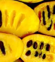 Yellow Asimina Seeds Heirloom Non-GMO High Germination Organic Garden Seeds for Planting