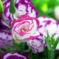 Rosa Weiße Lisianthus Blumensamen – Historisch, gentechnikfrei, keimstarke Samen