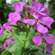 Pink Lunaria Flower Seeds Heirloom Non-GMO High Germination Organic Garden Seeds for Planting