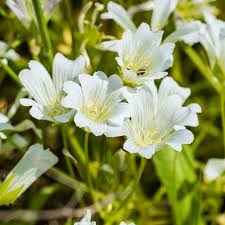 White Yellow Limnanthes Flower Seeds for Planting | Heirloom Non-GMO Organic