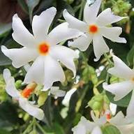 Semillas de flores de Nyctanthes blancas – de herencia, no transgénicas, semillas de jardín orgánicas de alta germinación para sembrar