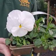 White Pansy Flower Seeds – Heirloom, Non-GMO, High Germination Organic Garden Seeds for Planting