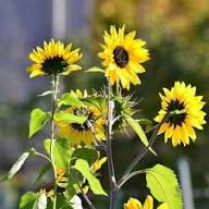 Sunflower Flower Seeds Heirloom Non-GMO High Germination Organic Garden Seeds for Planting