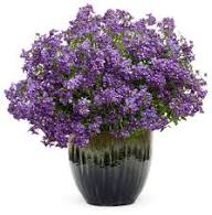 Violet Nemesia Flower Seeds – Heirloom Non-GMO High Germination Organic Garden Seeds