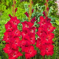 Red Gladiolus Flowers Seeds – Heirloom Non-GMO High Germination Organic Garden Seeds for Planting