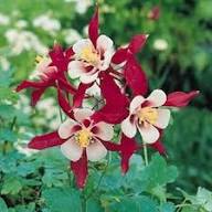 Red White Aquilegia Flower Seeds Heirloom Non-GMO High Germination Organic Garden Seeds
