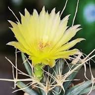 Yellow Leuchtenbergia Flower Seeds – Heirloom Non-GMO High Germination Organic Seeds