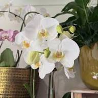 Mixed Phalaenopsis Orchids Flower Seeds for Planting – Heirloom, Non-GMO, High Germination Organic Garden Seeds