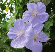 Purple Abutilon Flower Seeds for Planting – Heirloom Non-GMO High Germination Organic Garden Seeds