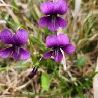 Viola Yedoensis Seeds – Heirloom Non-GMO High Germination Organic Garden Seeds