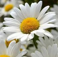 White Pyrethrum Daisy Flower Seeds Heirloom Non-GMO High Germination Organic Garden Seeds