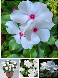 Weiße Vinca Rosea Blumensamen, alte Sorte, gentechnikfrei, hohe Keimfähigkeit, Bio-Gartensamen