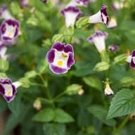 Torenia Wishbone Flower Seeds – Heirloom, Non-GMO, High Germination Organic Seeds