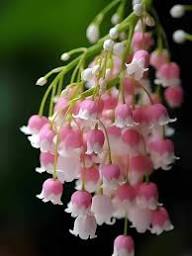 Snowdrop Flower Seeds Pink for Planting – Heirloom, Non-GMO, High Germination Organic Garden Seeds