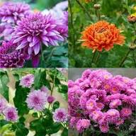 Semillas de Xeranthemum rosa – Semillas de jardín orgánicas para plantar, de herencia, sin OMG, de alta germinación