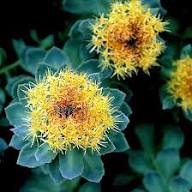 Yellow Rhodiola Rosea Flower Seeds Heirloom Non-GMO High Germination Organic Garden Seeds for Planting