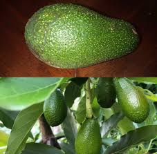 Wurtz (Littlecado) Avocado Seeds Fruit Seeds for Planting – Heirloom Non-GMO High Germination Organic Garden Seeds
