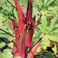 Mixed Okra Seeds – Heirloom, Non-GMO, High Germination Organic Garden Seeds Planting