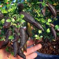 Black Finger Lime Seeds Heirloom Non-GMO High Germination Organic Garden Seeds for Planting