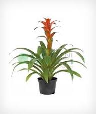 Semillas de flor de bromelia roja, reliquia, sin OMG, alta germinación, semillas de jardín orgánicas para plantar