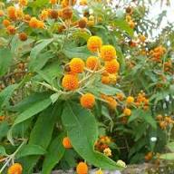 Yellow Buddleja Globosa Flower Seeds – Heirloom, Non-GMO, High Germination Seeds