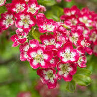 Red Crataegus Flower Seeds for Planting – Heirloom, Non-GMO, High Germination Organic Garden Seeds