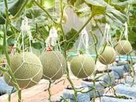 Green Cantaloupe Melon Seeds Heirloom Non-GMO High Germination Organic Garden Seeds for Planting