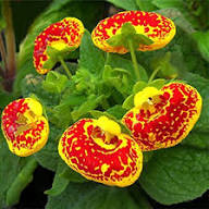 Calceolaria Flower Seeds Red Yellow – Heirloom Non-GMO High Germination Organic Garden Seeds