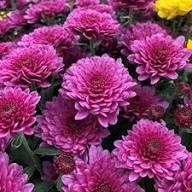 Chrysanthemum Flower Seeds Pink – Heirloom Non-GMO High Germination Seeds