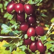 Hinnomaki Red Gooseberry Fruit Seeds for Planting Heirloom Non-GMO High Germination Organic Garden Seeds