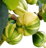 Green Panache Seeds for Planting – Heirloom Non-GMO High Germination Organic Garden Seeds
