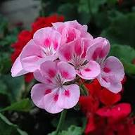Geranium Flower Seeds White Pink Heirloom Non-GMO High Germination Organic Garden Seeds for Planting