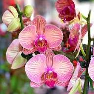 Yellow Pink Orchid Flower Seeds – Heirloom Non-GMO High Germination Organic Garden Seeds