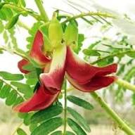 Sesbania Grandiflora Red Flower Seeds for Planting – Heirloom, Non-GMO, High Germination Organic Garden Seeds