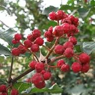 Semillas de Zanthoxylum Rojo Tradicionales No Modificadas Genéticamente de Alta Germinación Orgánicas para Jardín