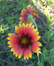 Red Yellow Aster Flower Seeds – Heirloom, Non-GMO, High Germination Seeds