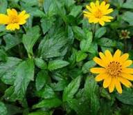 Yellow Daisy Flower Seeds – Heirloom Non-GMO High Germination Organic Garden Seeds