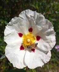 White Cistus Flower Seeds – Heirloom, Non-GMO, High Germination Organic Garden Seeds for Planting
