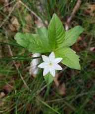 Trientalis Flower Seeds – Heirloom, Non-GMO, High Germination Organic Seeds